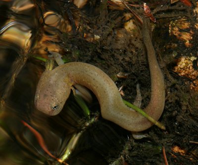 Northern Red Salamander larva (probable) - Pseudotriton ruber