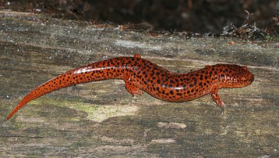 Northern Red Salamander - Pseudotriton ruber