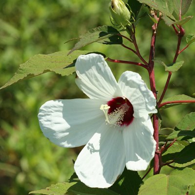 Swamp Rose-mallow - Hibiscus moscheutos
