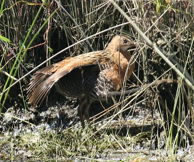 King Rail - Rallus elegans