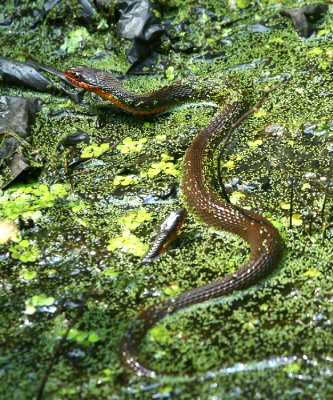 Red-bellied Watersnake - Nerodia erythrogaster erythrogaster