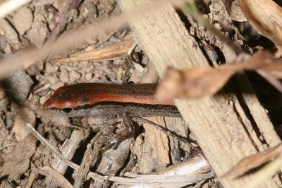Ground Skink - Scincella lateralis