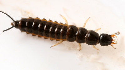 Notiophilus sp. (larva)