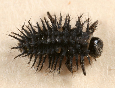 Twice-stabbed Lady Beetle larva - Chilocorus stigma