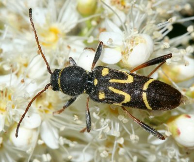 Clytus ruricola