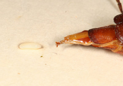 Brown Prionid laying an egg - Orthosoma brunneum