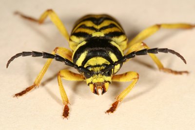 Sugar Maple Borer - Glycobius speciosus