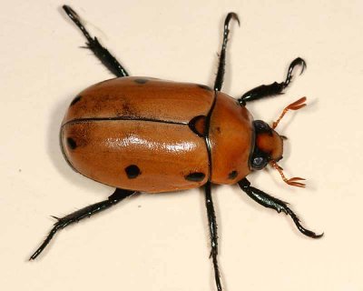 Scarab Beetles - Subfamily Rutelinae - Shining Leaf Chafers
