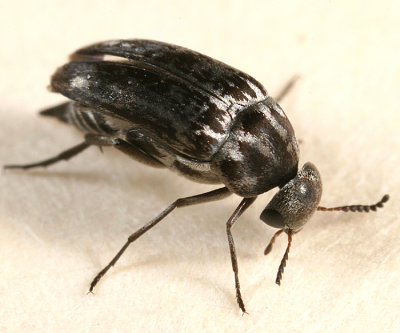 Mordella marginata