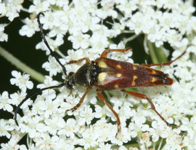 Typocerus velutinus