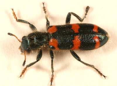 Red-blue Checkered Beetle - Trichodes nutalli