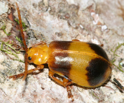 Larger Elm Leaf Beetle - Monocesta coryli