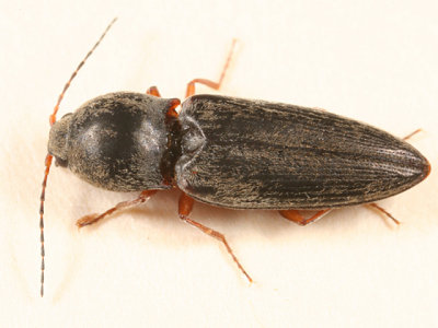 Click Beetles - Subfamily Cardiophorinae