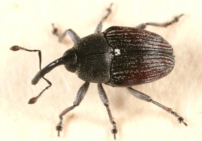 Odontocorynus salebrosus