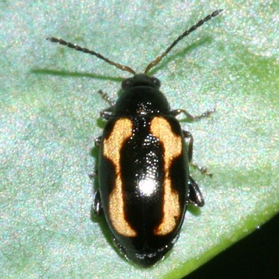 Phyllotreta striolata