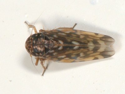 Xestocephalus superbus