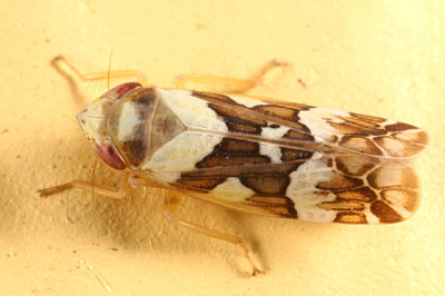 Leafhoppers genus Sanctanus