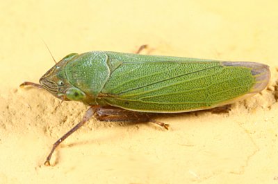 Leafhoppers genus Helochara
