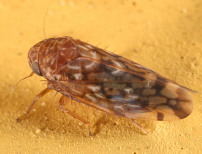 Xestocephalus similis
