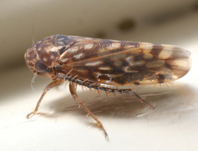 Xestocephalus superbus