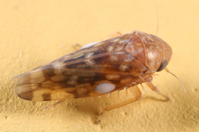 Xestocephalus similis