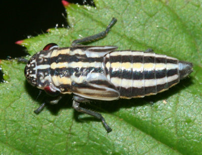 Cuerna striata nymph