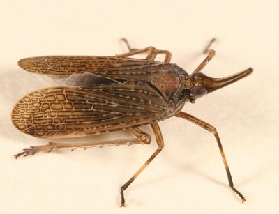 Scolops sulcipes (The Partridge Bug)