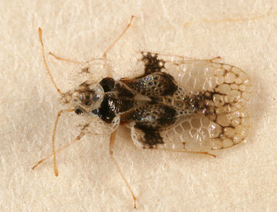 Oak Lace Bug - Corythucha arcuata