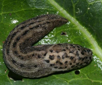  Leopard Slug - Limax maximus 