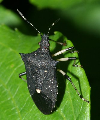 Black Stink Bug - Proxys punctulatus