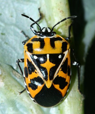 Harlequin Bug - Murgantia histrionica