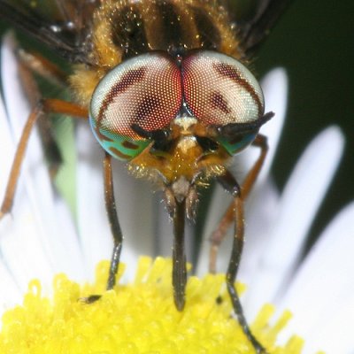 Chrysops lateralis (male)