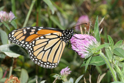  Monarch (Danaus plexippus)