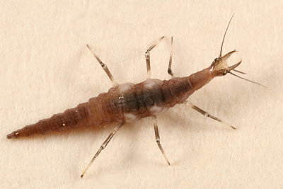 Micromus sp. larva