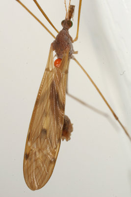 Tipula ultima