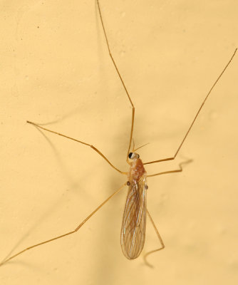 Erioptera septemtrionis