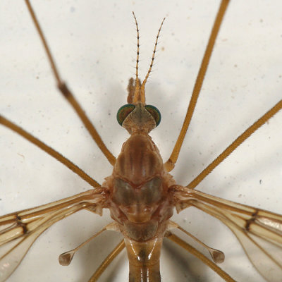 Tipula subgenus Lunatipula