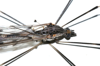 Giant Crane Fly - Tipula abdominalis