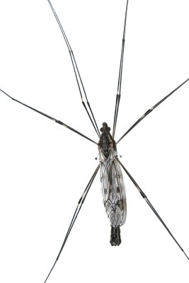 Giant Crane Fly - Tipula abdominalis