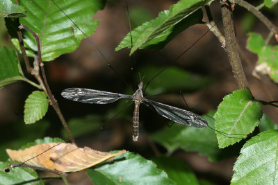  Tipula (Yamatotipula) group