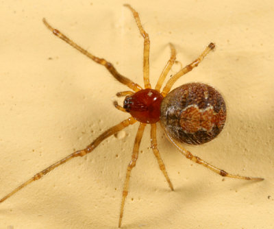 Theridion pictum