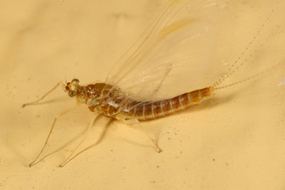 Ephemerella invaria