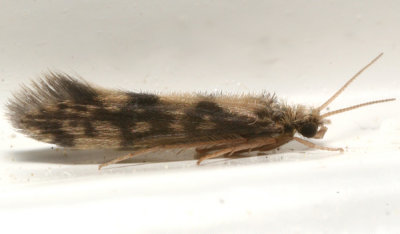 Salt and Pepper Microcaddis - Agraylea multipunctata