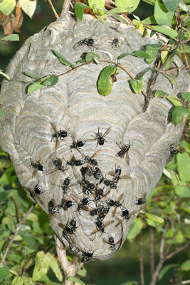 Dolichovespula maculata (Bald-faced Hornet hive)