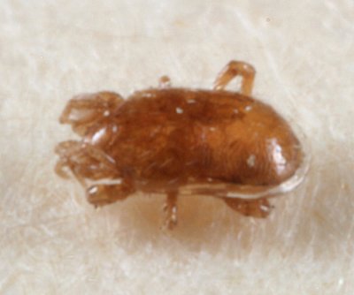 Eviphidoidea