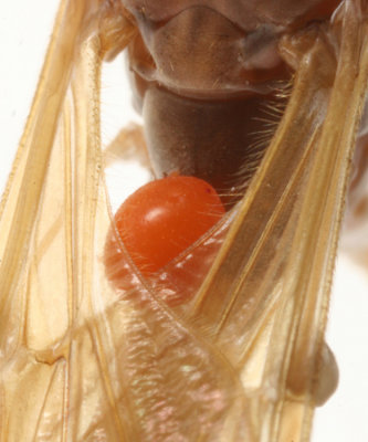 Calyptostomatidae - Calyptostoma sp. (Common parasites of Tipulide)