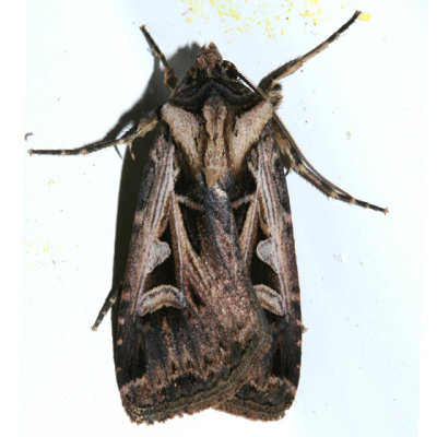 10674 -- Subgothic Dart - Feltia subgothica