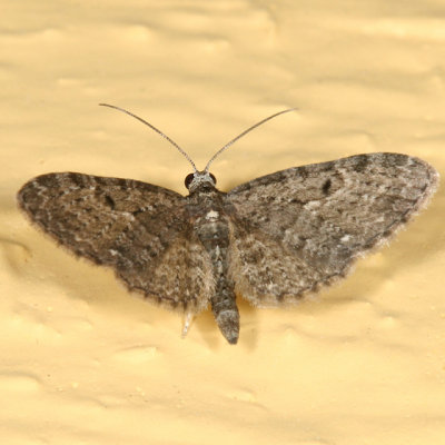 7488 - Eupithecia tripunctaria