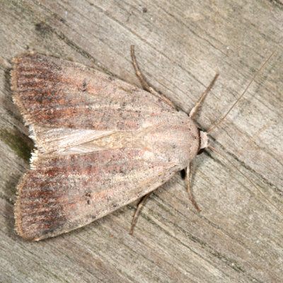 10902 -- Forbes' Dart Moth -- Euagrotis forbesii
