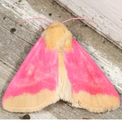 11164 - Primrose Moth - Schinia florida